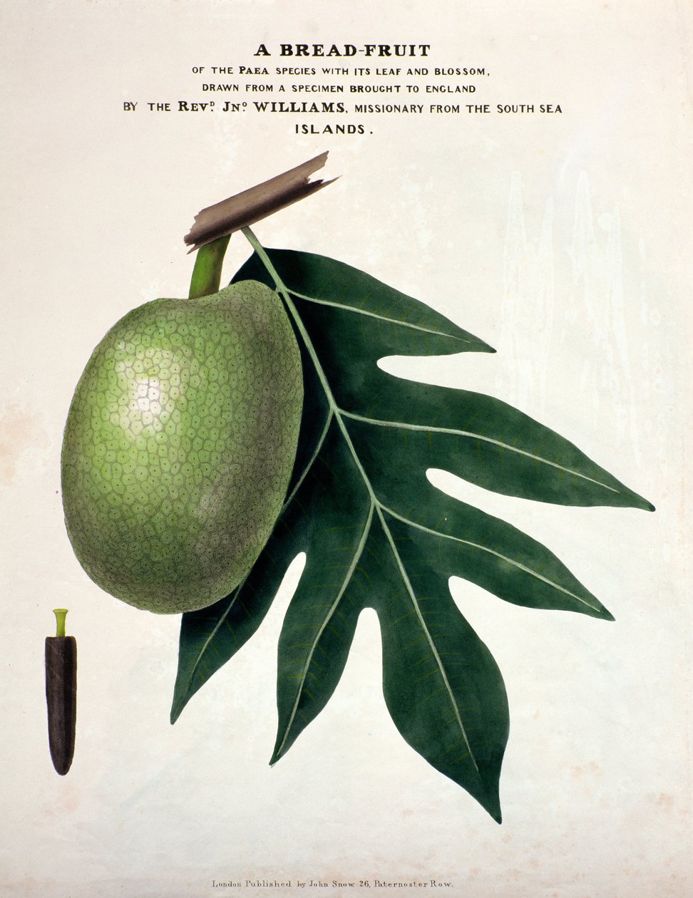 Kenyér-gyümölcs, 1825 körül (kézzel színezett litho) alkotó: English School