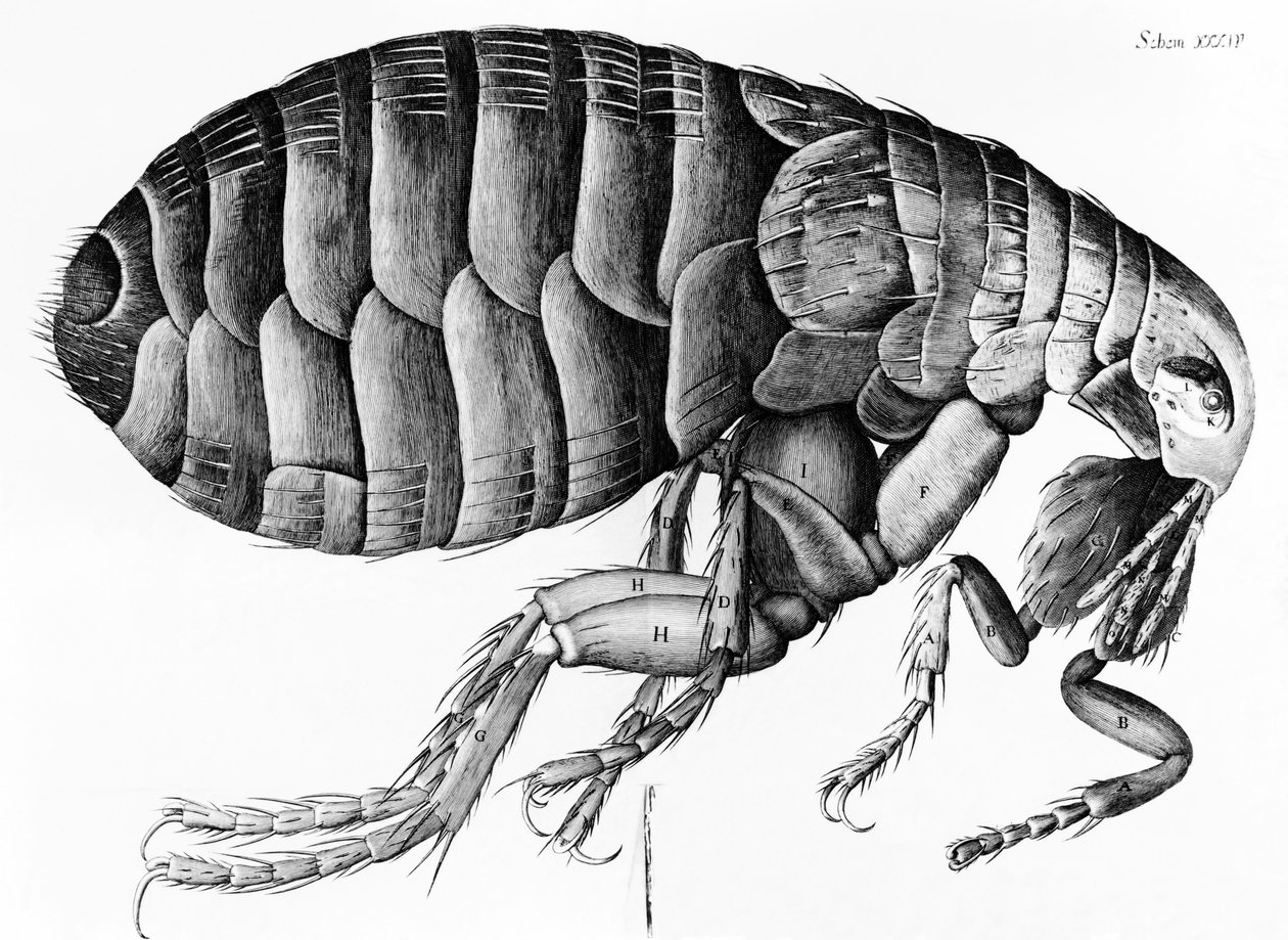 Bolha Robert Hooke (1635-1703) mikroszkópos megfigyeléséből, 1665 alkotó: English School