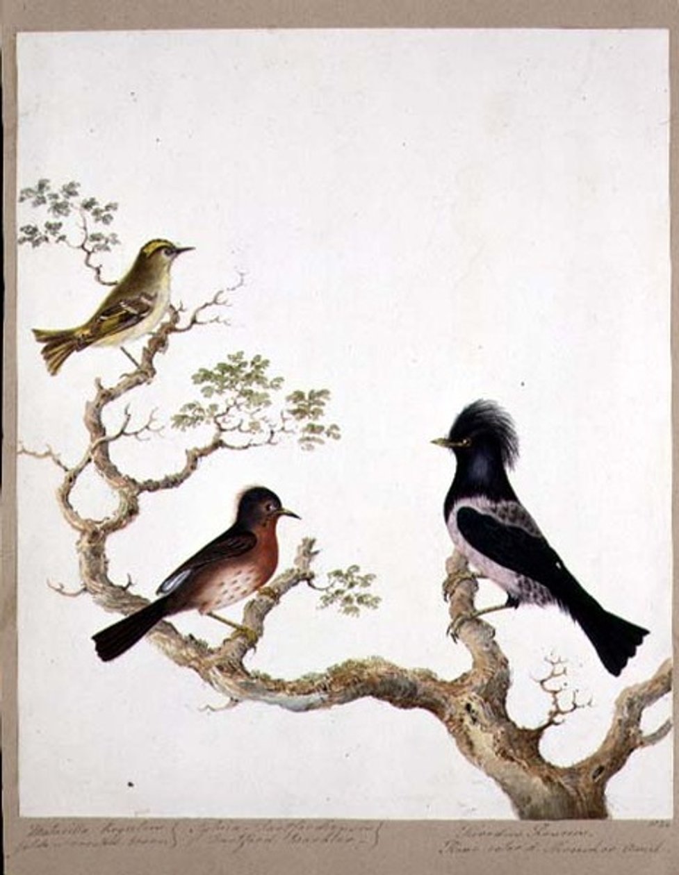 Egy arany tarajos ökör, egy dartfordi poszáta és egy rózsaszínű rigó vagy Ouzel, 1824 (wc papíron) alkotó: English School