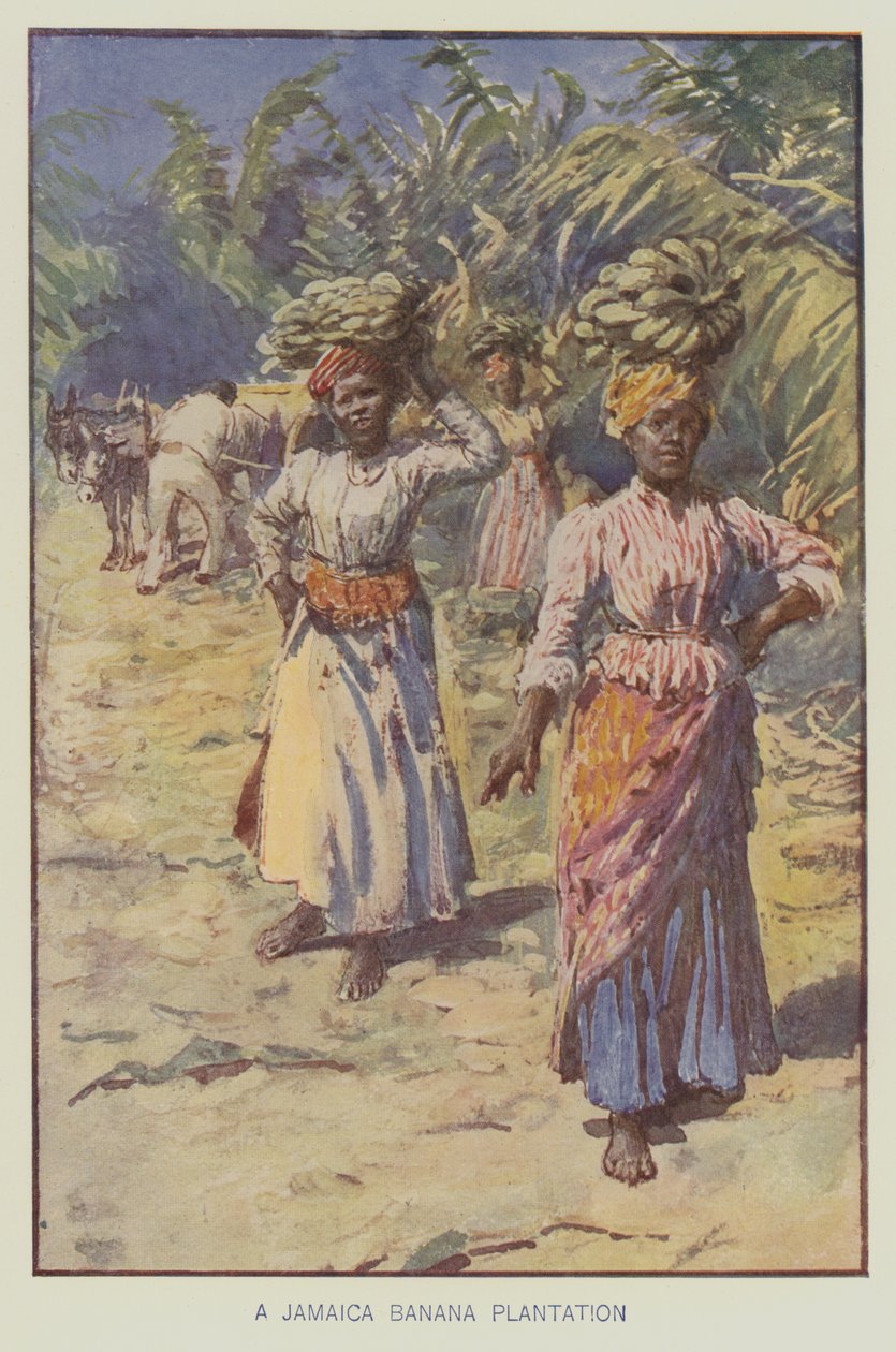Jamaikai banánültetvény (színes litográfia) alkotó: English School
