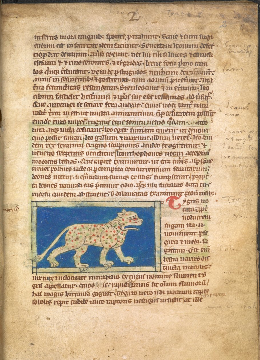 Egy tigris, a Sloane 3544, f.2 (pergamen) alkotó: English School