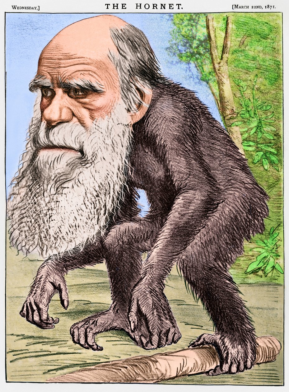 "A Venerable Orang-outang", Charles Darwin majomként való karikatúrája. alkotó: English School
