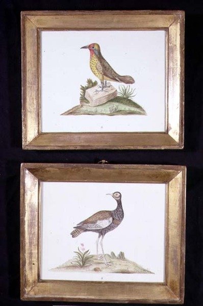 Egy harkály és egy nyírfajd, 1800 körül (akvarell, papír) alkotó: English School