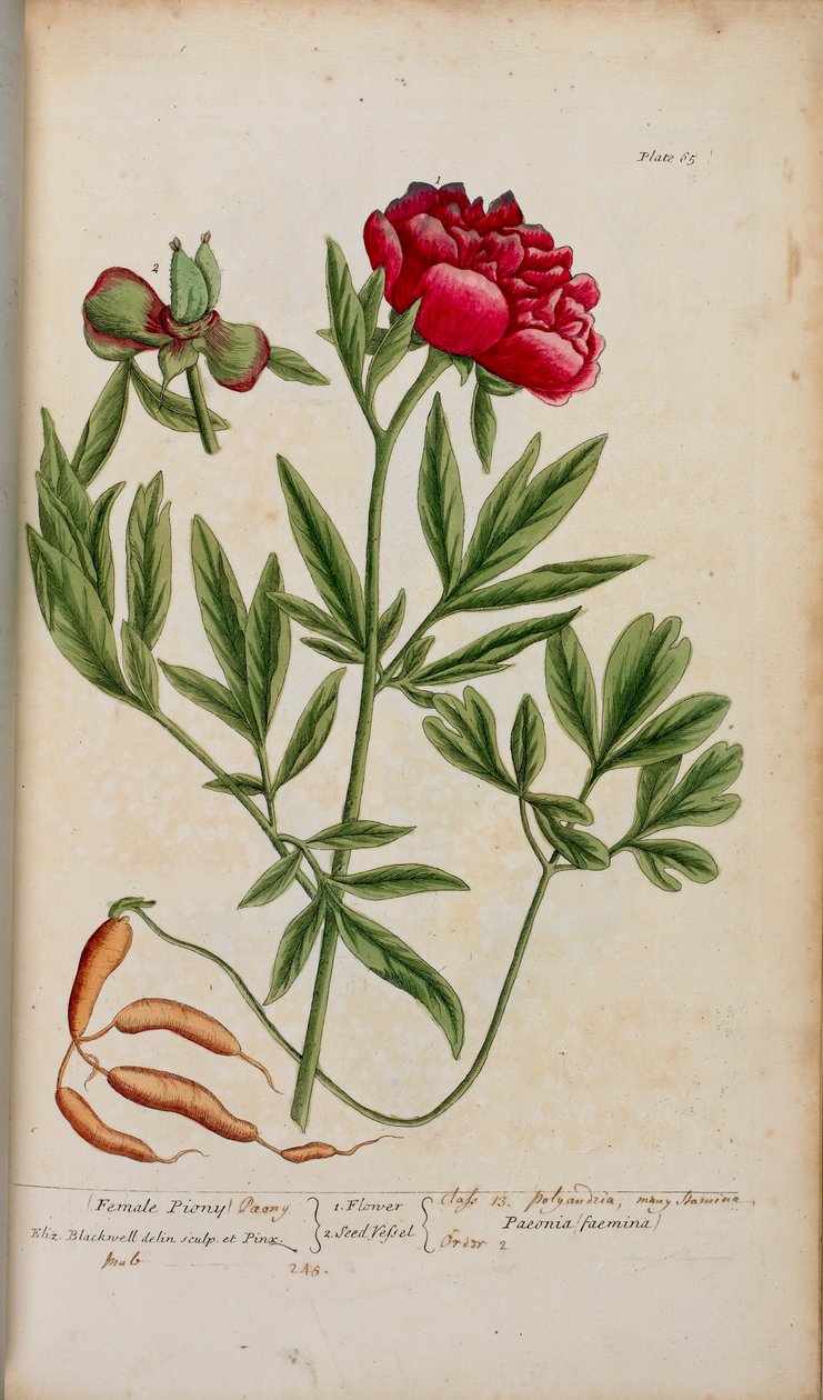 Egy bazsarózsa, Elizabeth Blackwell "A Curious Herbal..." című művéből alkotó: English School