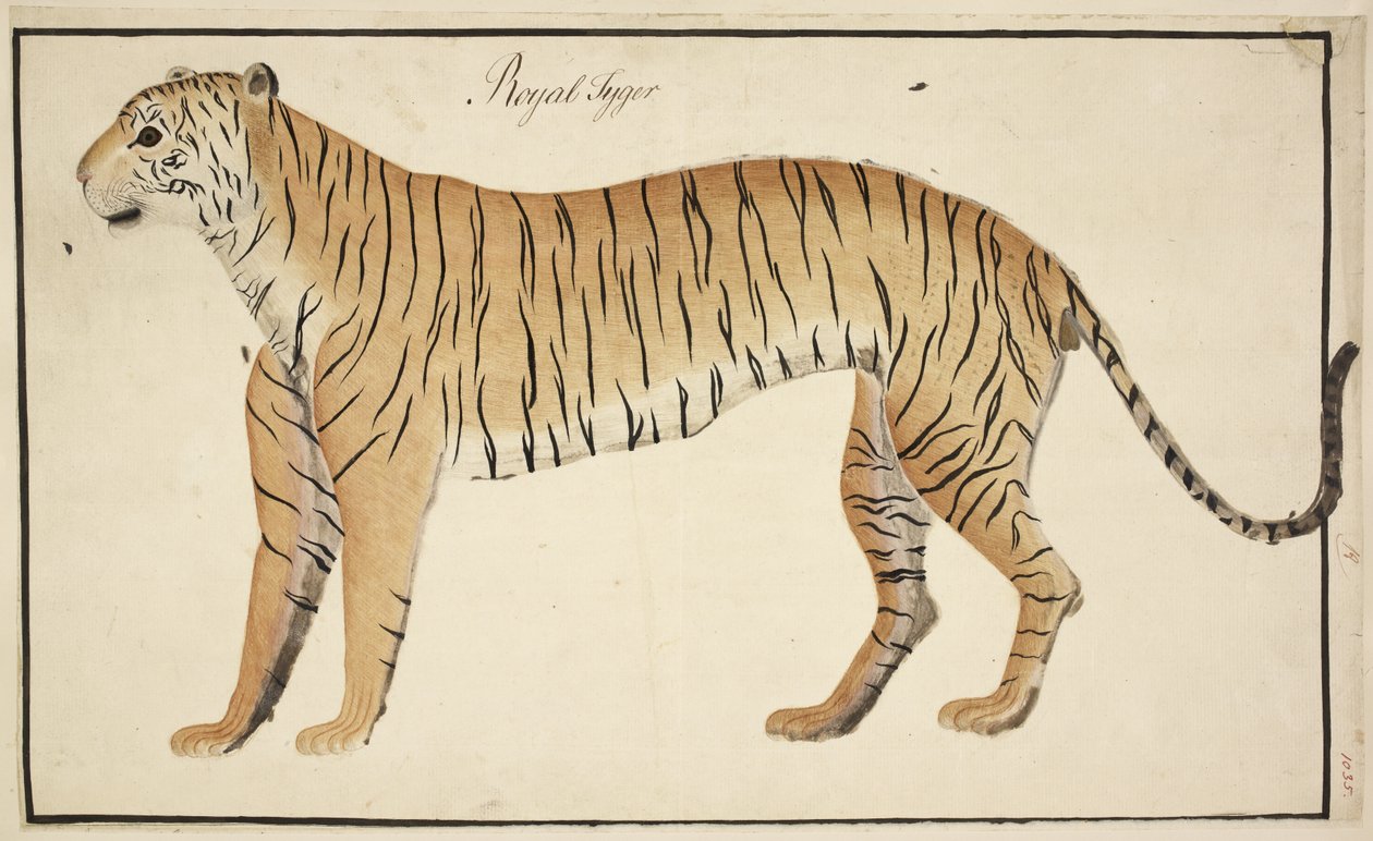 Egy királytigris a Serfagee of Tanjore gyűjteményéből alkotó: English School