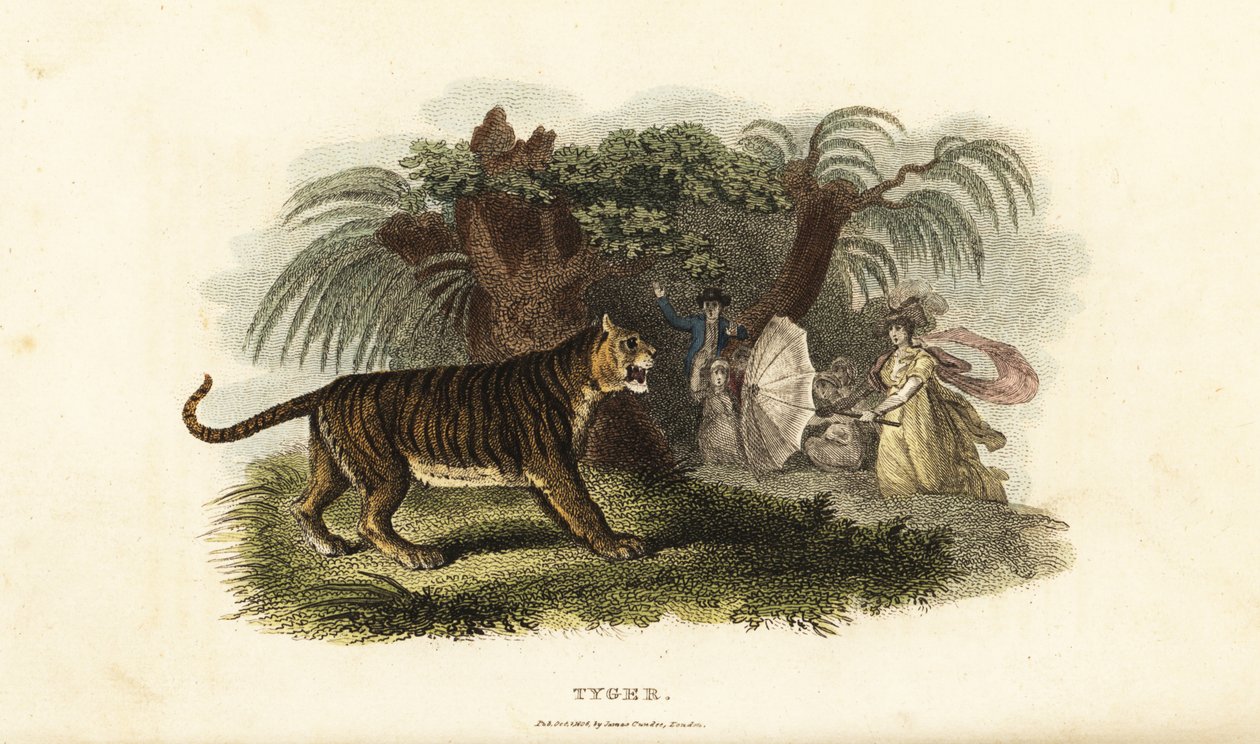 Egy tigris, Panthera tigris, akit elriaszt egy esernyőt lengető angol nő alkotó: English School