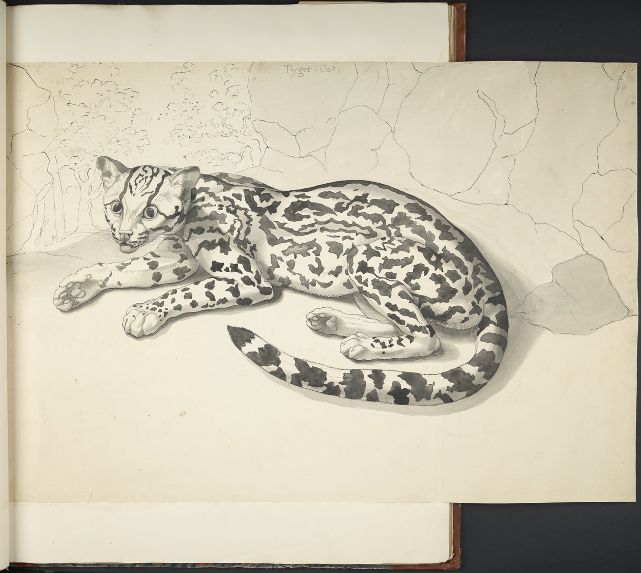 Adja hozzá az MS 11807 f.9 Tyger Cat-et a „Rajzok, nagy méretben, indiai tintával és ceruzával, különféle állatokról és madarakról” (indiai tinta papíron) alkotó: English School