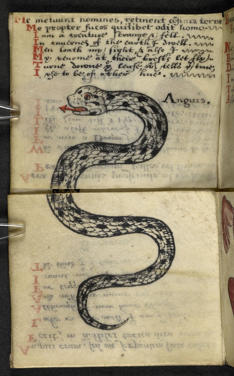 Adja hozzá az MS 57312 f.4 játékkönyvet (tinta és színes pergamen) alkotó: English School