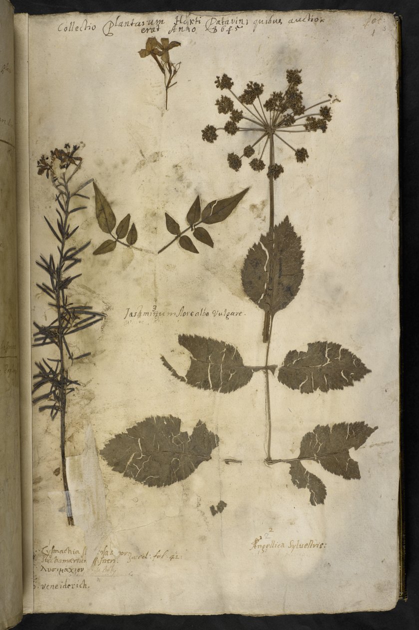 Adja hozzá az MS 78334 f.3r szárított növénymintát magyarázattal, a 