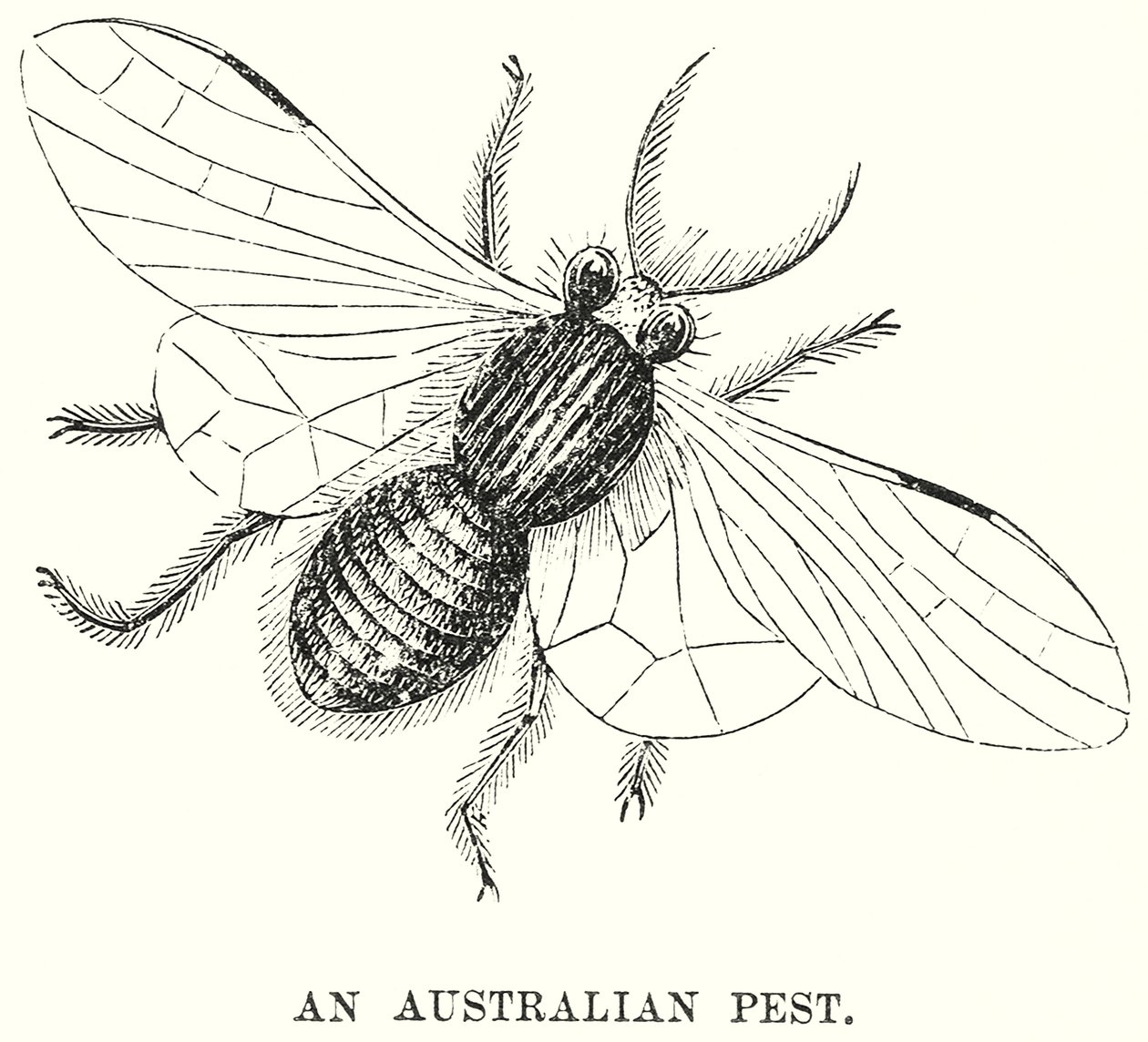 Egy ausztrál pestis (metszet) alkotó: English School