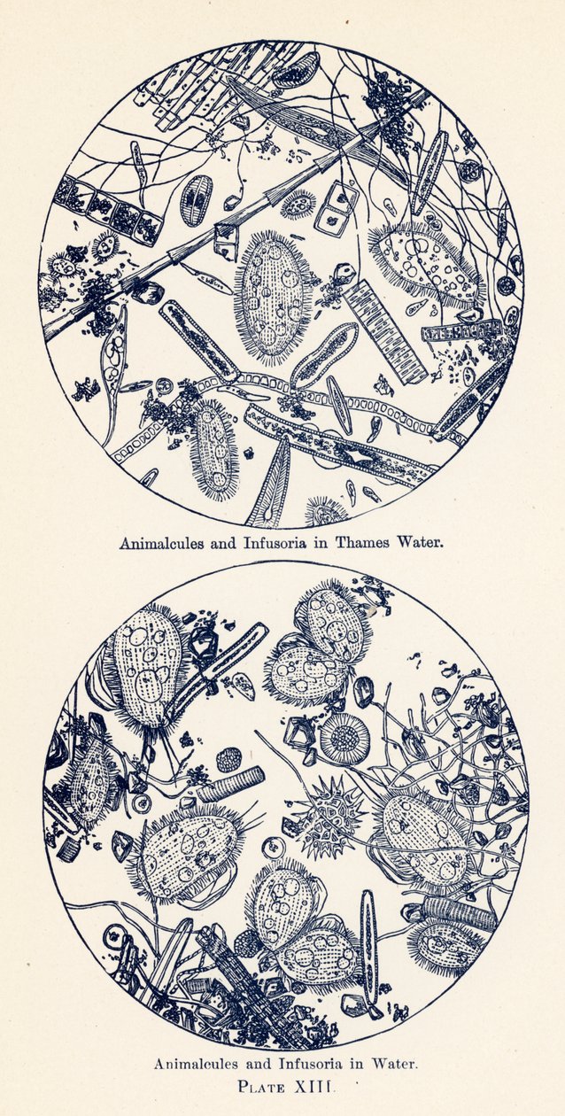 Animalcules és Infusoria vízben (színes litográfia) alkotó: English School