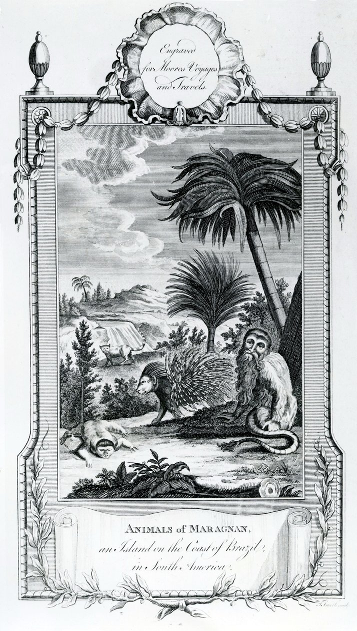 Animals of Maragnan, illusztráció a Moores Voyages and Travelsből, 1778 alkotó: English School