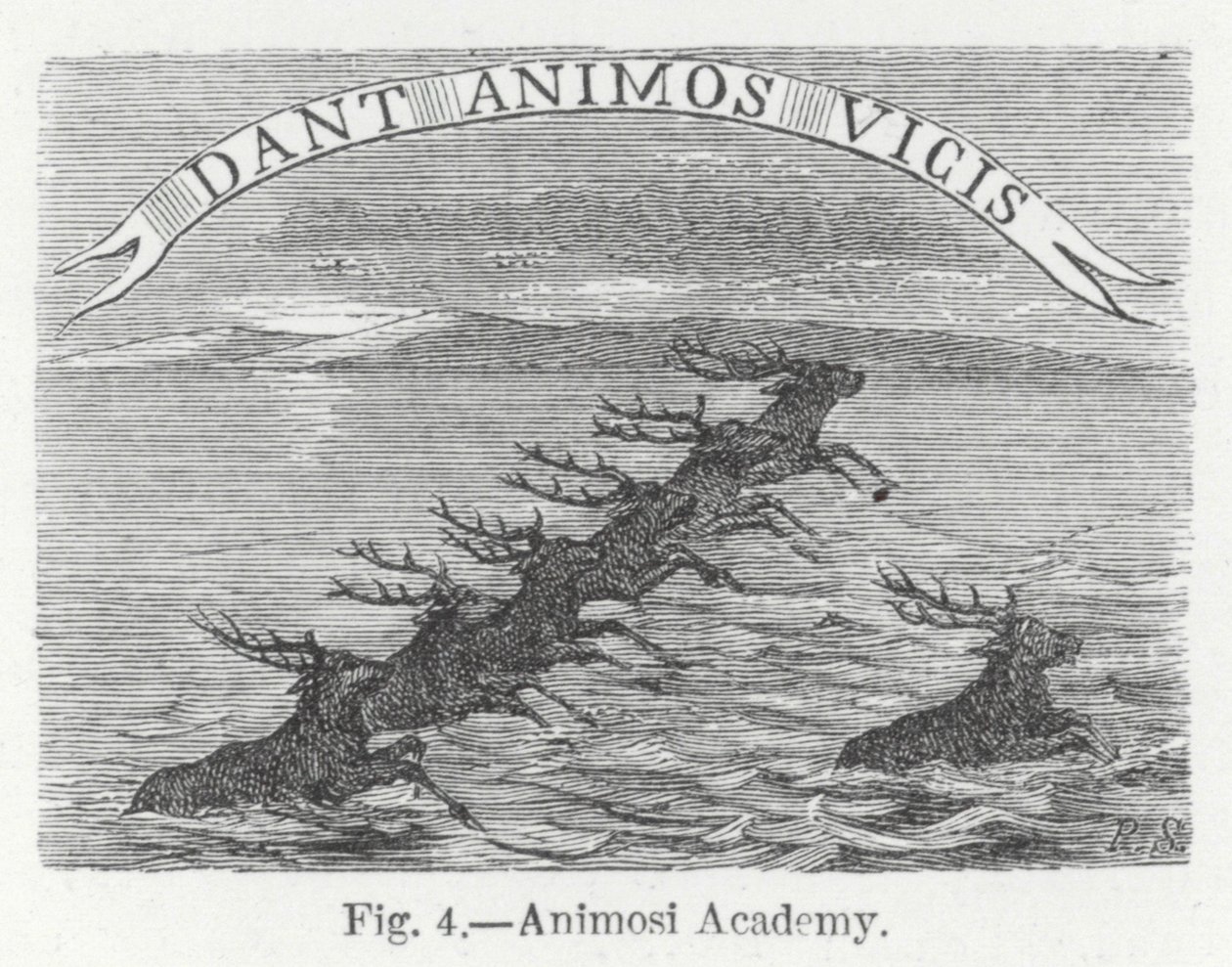 Animosi Akadémia (metszet) alkotó: English School