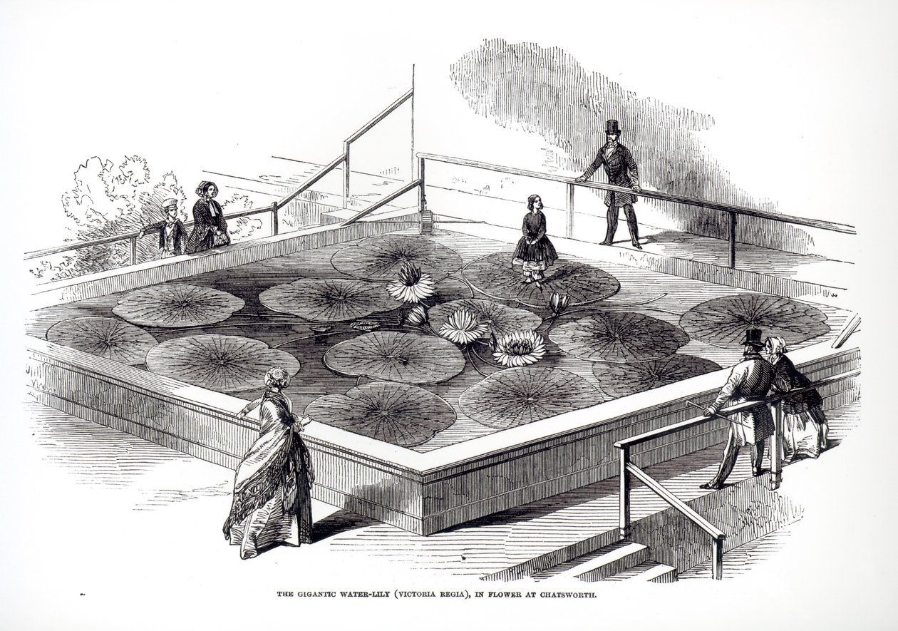 Annie Paxton a Victoria regia tavirózsán a chatsworthi Nagy Konzervatóriumban, 1849 alkotó: English School