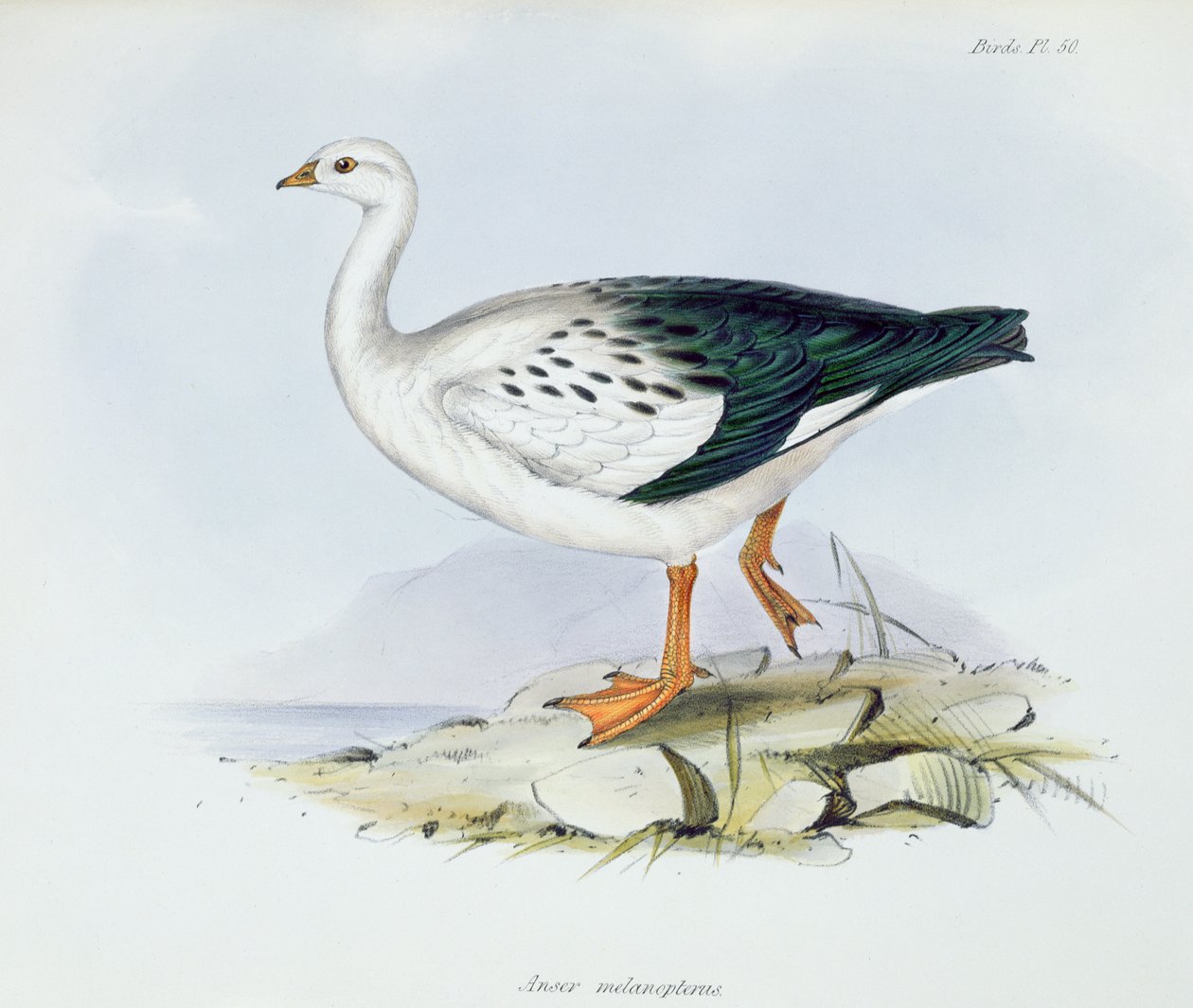 Anser Melanopterus, The Zoology of the Voyage of H.M.S. Beagle 1832-36, Charles Darwin (1809-92), 1840 alkotó: English School