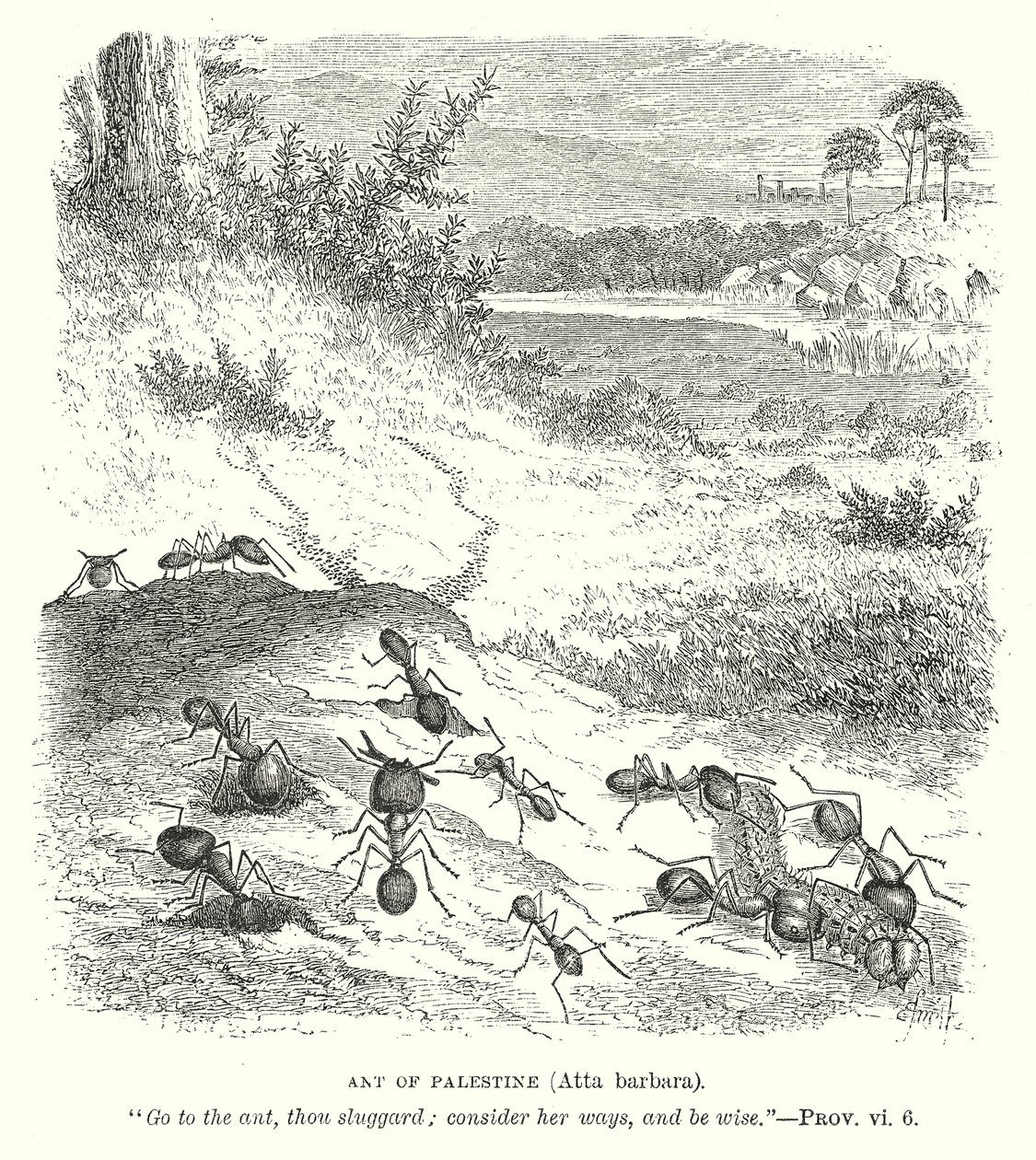 Palesztinai hangya (Atta Barbara) (metszet) alkotó: English School