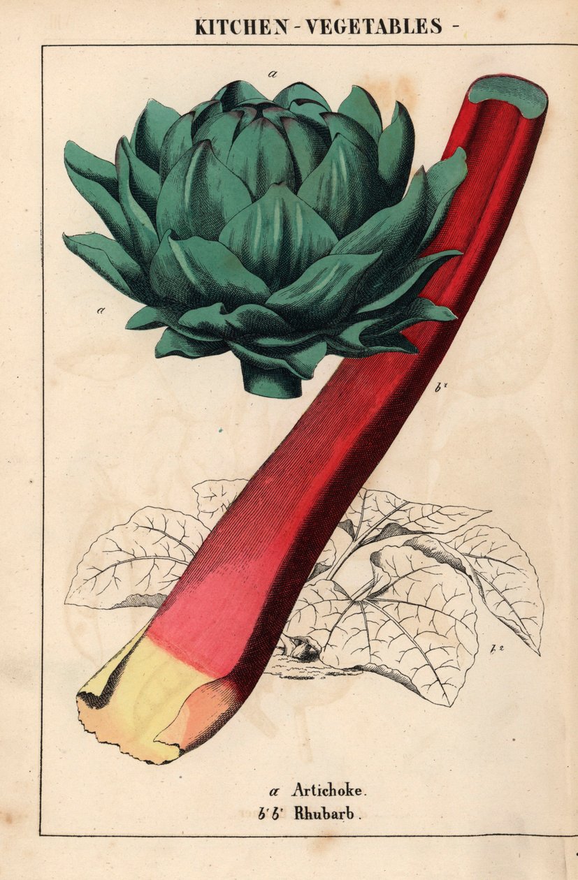 Articsóka szív és bíbor rebarbara   , a "The Instructive Picturebook, or Lessons from the Vegetable World", [Charlotte Mary Yonge], Edinburgh alkotó: English School