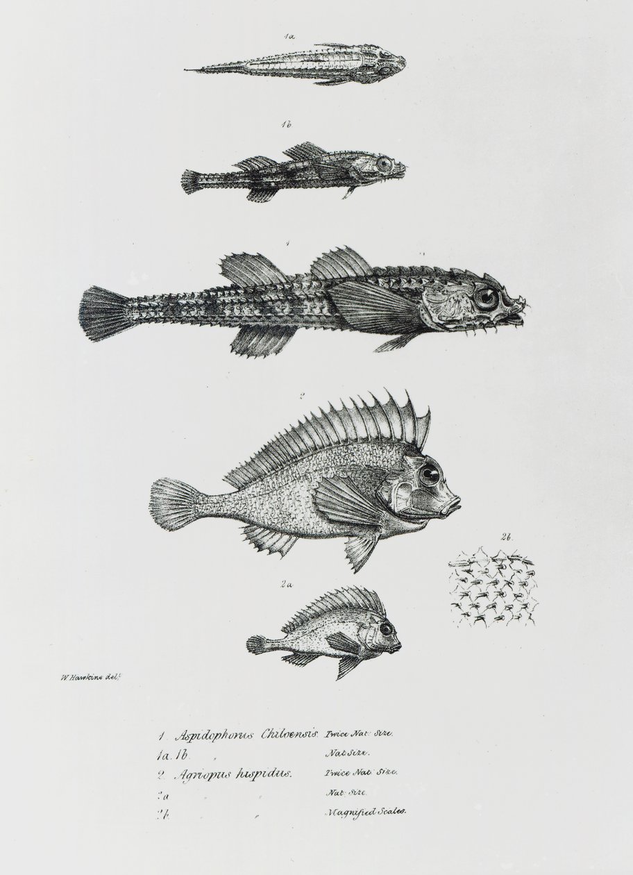 Aspidophorus Chiloensis és Agriopus Hispidus, Charles Darwin „The Zoology of the Voyage of H.M.S Beagle, 1832-36” 7. lemeze alkotó: English School