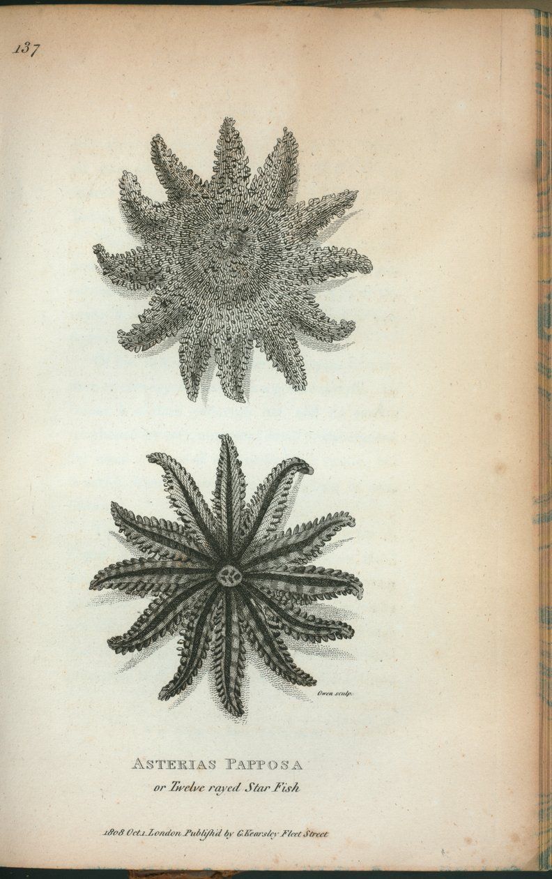 Asterias Papposa vagy Tizenkét sugaras csillaghal, George Shaw „Zoológiai előadásai a királyi intézményben 1806-ban és 1807-ben” alkotó: English School