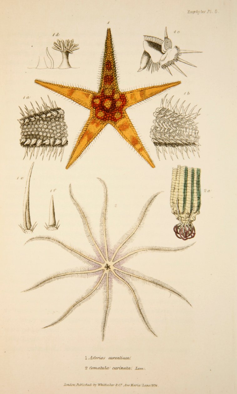 Asterias aurantiaca és Comatula carinata, pub. 1833 Kézzel színezett metszet. alkotó: English School
