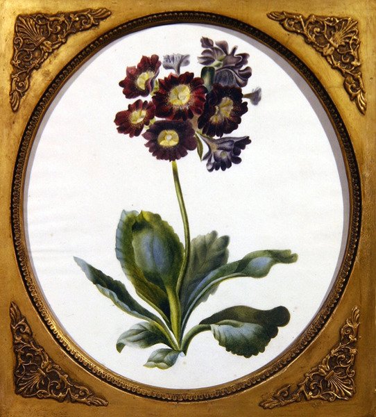 Auricula, 1850 körül (akvarell, papír) alkotó: English School