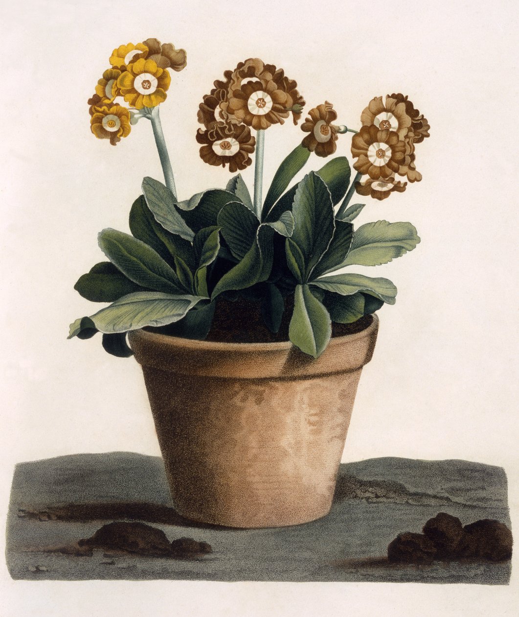 Auricula egy edényben, 1840-es évek (kézzel színezett metszet) alkotó: English School