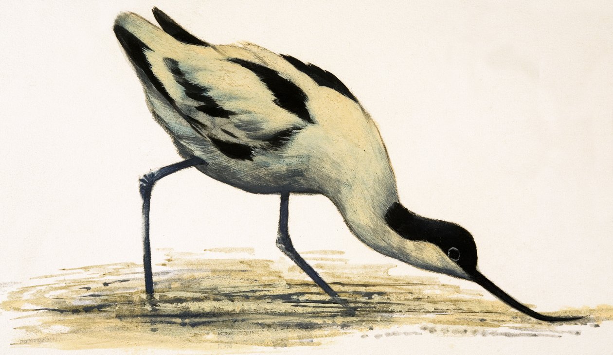 Avocet alkotó: English School