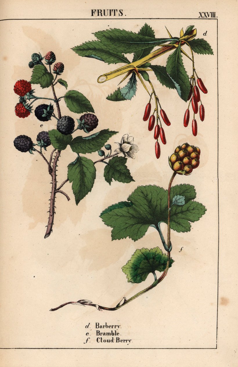 Borbolya, borbolya és felhőbogyó gyümölcs   , a "The Instructive Picturebook, or Lessons from the Vegetable World", [Charlotte Mary Yonge], Edinburgh alkotó: English School