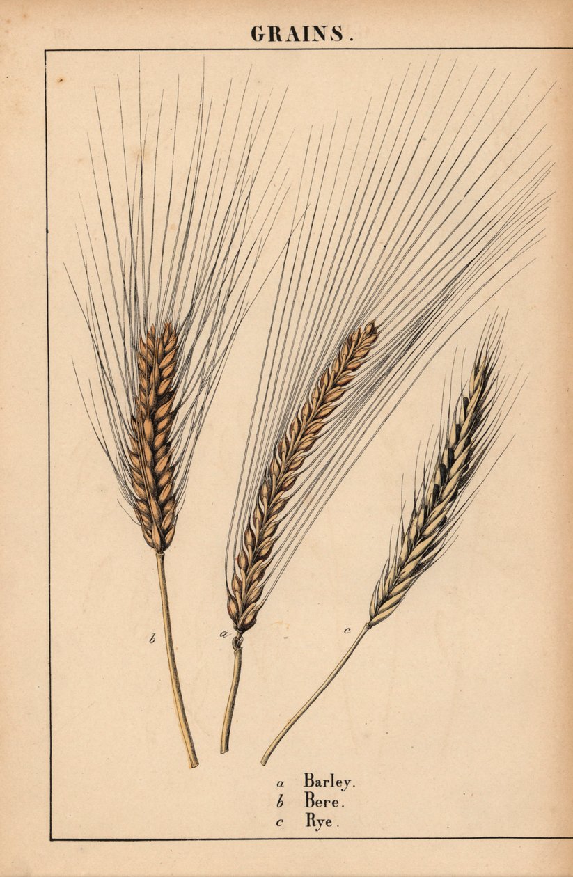 Árpa, bere és rozsfű  , a "The Instructive Picturebook, or Lessons from the Vegetable World", [Charlotte Mary Yonge], Edinburgh alkotó: English School