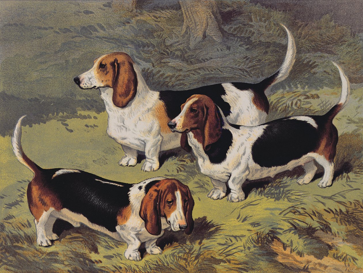 Basset Hounds, 1890 alkotó: English School