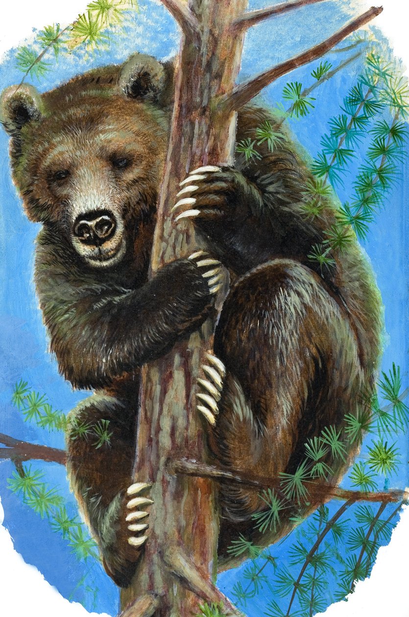Medve a fán (gouache, papír) alkotó: English School