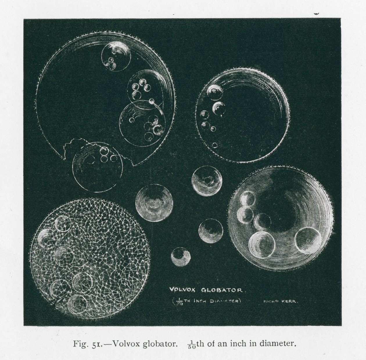 A természet szépségei: Volvox Globator (litográfia) alkotó: English School