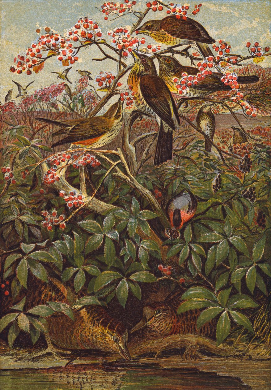 Madarak (színes litográfia) alkotó: English School