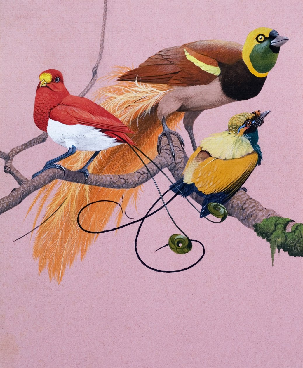 Paradicsomi madarak (gouache, papír) alkotó: English School