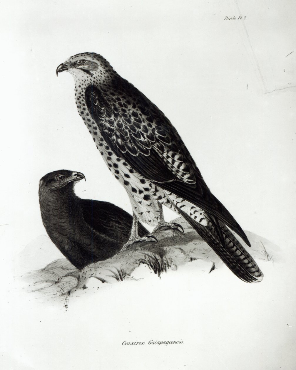 Ragadozó madarak, 2. tábla a „H.M.S. Beagle utazásának zoológiájáról, 1832-36”, Charles Darwin alkotó: English School