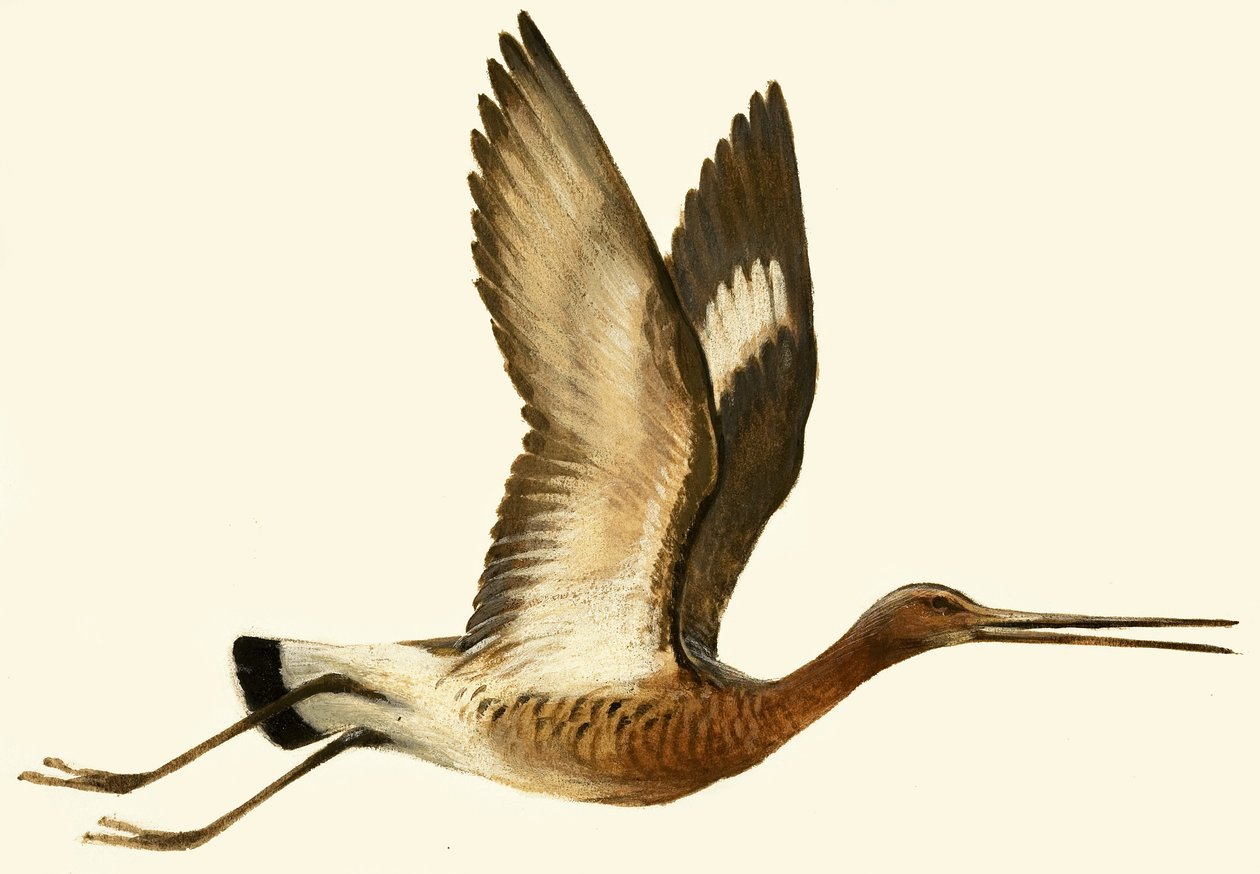 Feketefarkú Godwit alkotó: English School