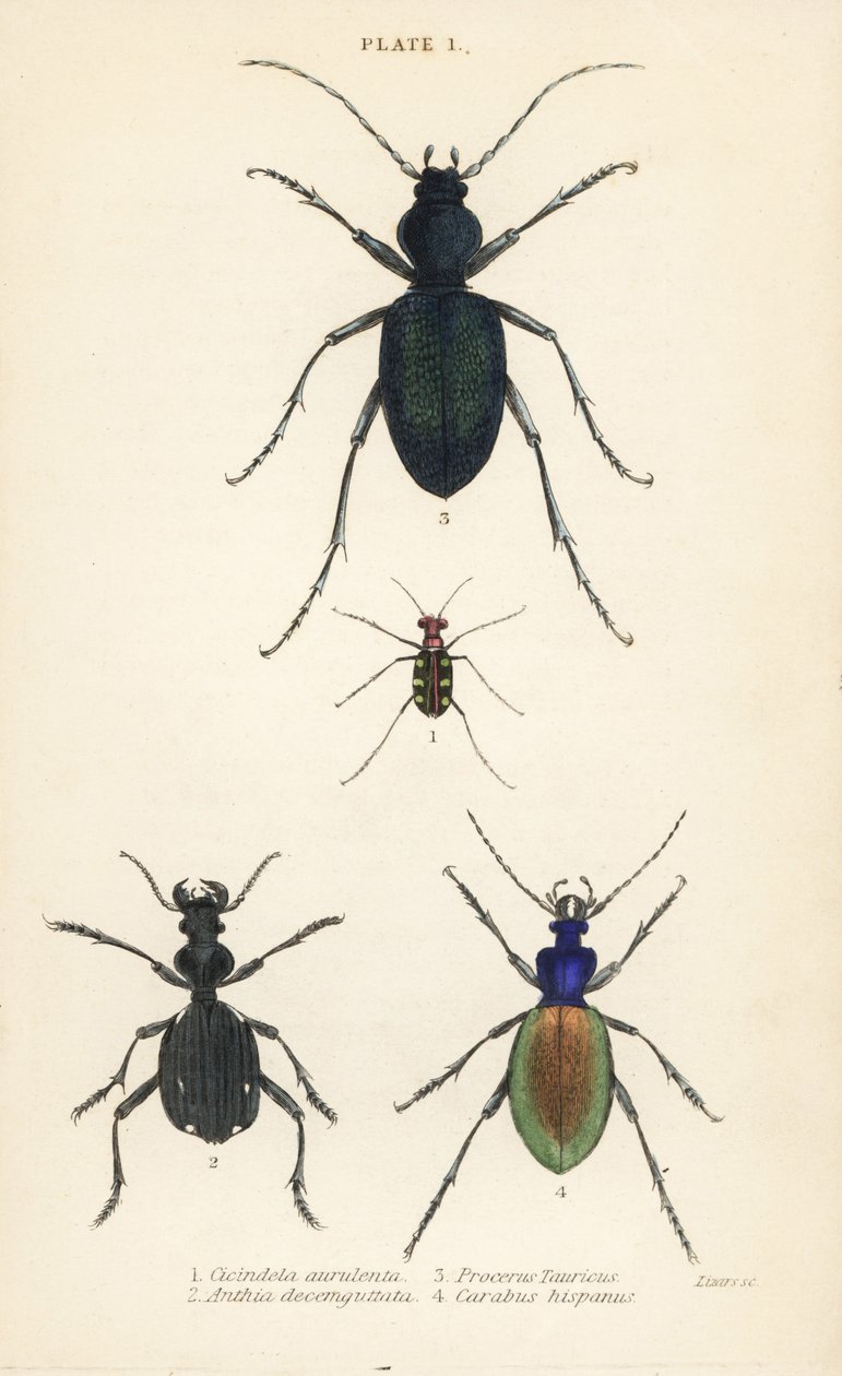 Kékfoltos vagy aranyfoltos tigrisbogár, Cicindela aurulenta 1, kardfogú földi bogár, Anthia decemguttata 2, hatalmas ibolya földi bogár, Carabus scabrosus tauricus 3, és földi répa, Carabus hispanus 4 alkotó: English School