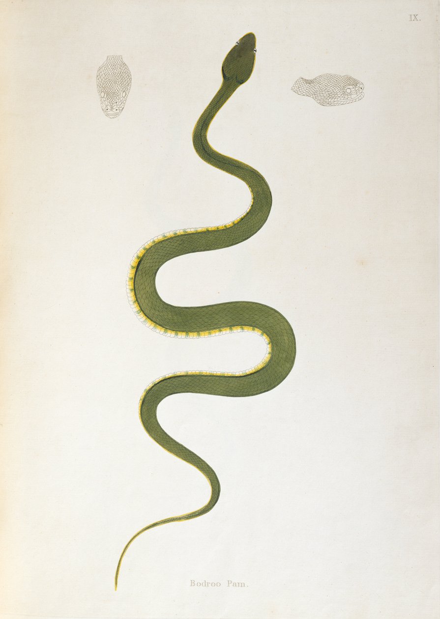 Bodroo Pam Snake az An Account of Indian Serpents című filmből, amelyet Coromandel partvidékéről gyűjtött össze Patrick Russell, London, 1796 alkotó: English School