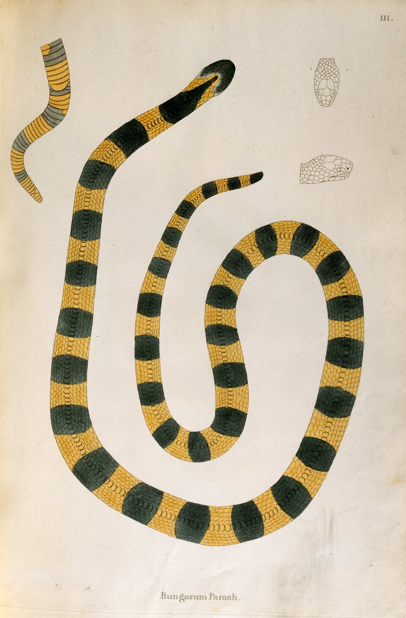 Bungarum Pamah Snake az An Account of Indian Serpents-ből, amelyet Patrick Russell gyűjtött a Coromandel-partról, London, 1796 alkotó: English School