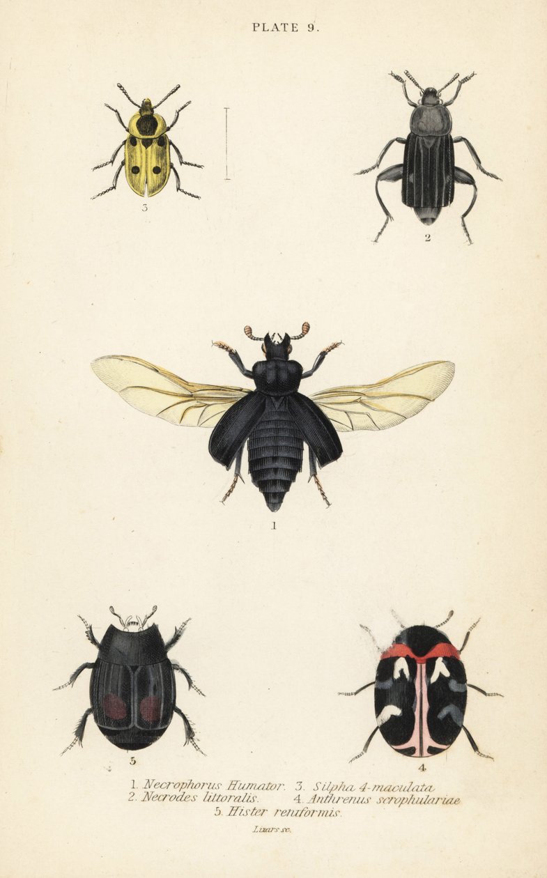 Temetőbogár, Nicrophorus humator 1, dögbogarak, Necrodes littoralis 2, Dendroxena quadrimaculata 3, szőnyegbogár, Anthrenus scrophulariae 4 és Hister quadrimaculatus var alkotó: English School