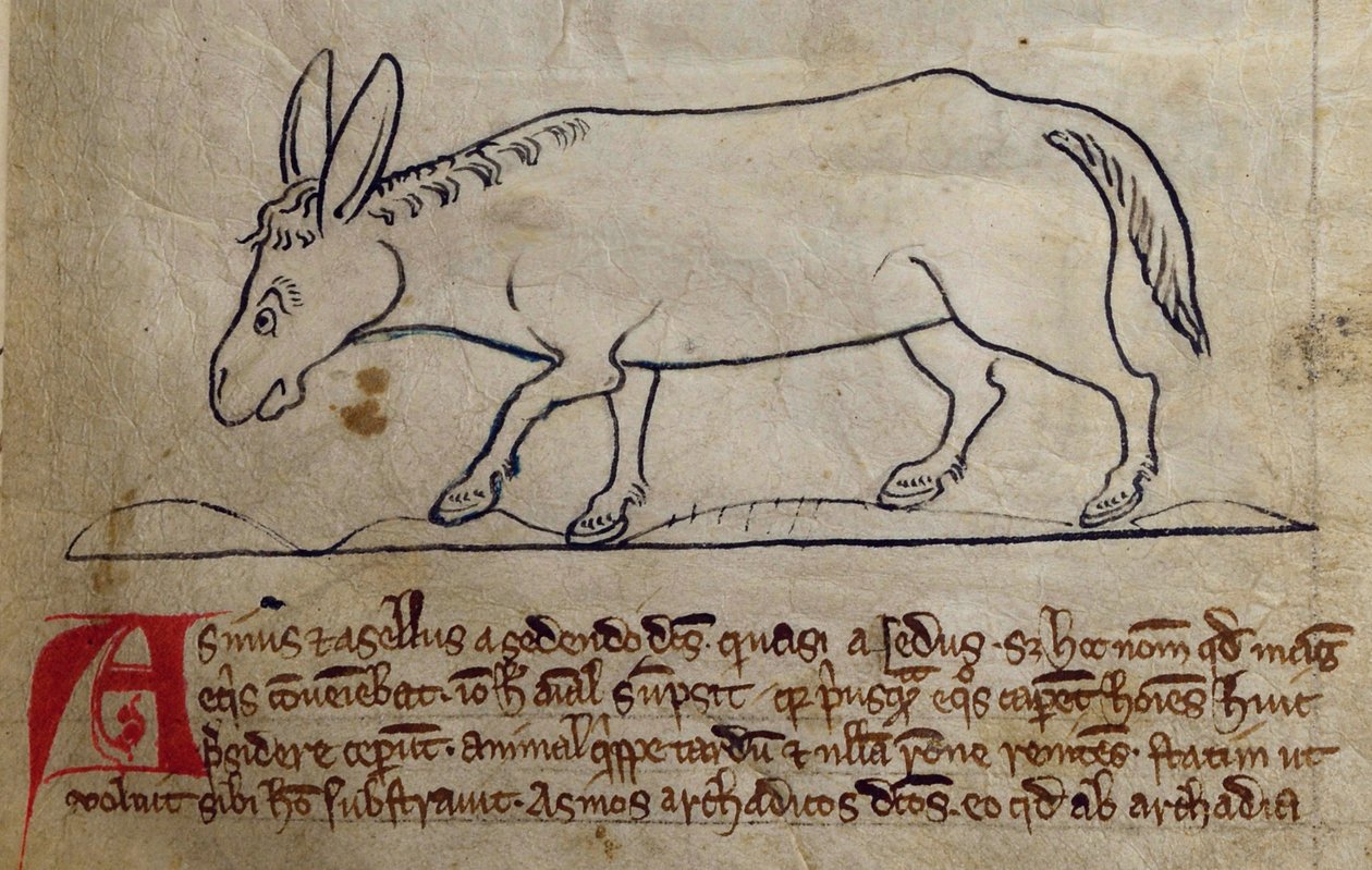 CCA-LitMs/D/10 fol. 10r Ass, a Bestiarytől alkotó: English School