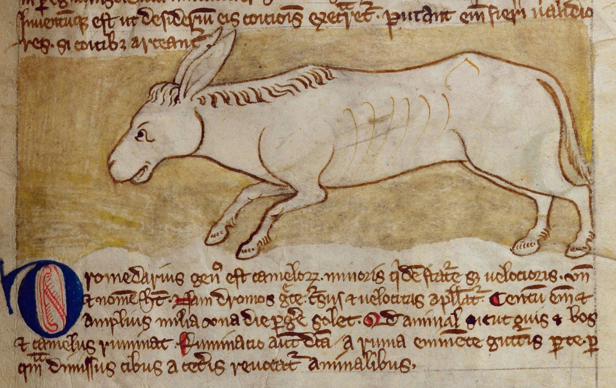 CCA-LitMs/D/10 fol. 10r Szamár, a Bestiáriumból alkotó: English School