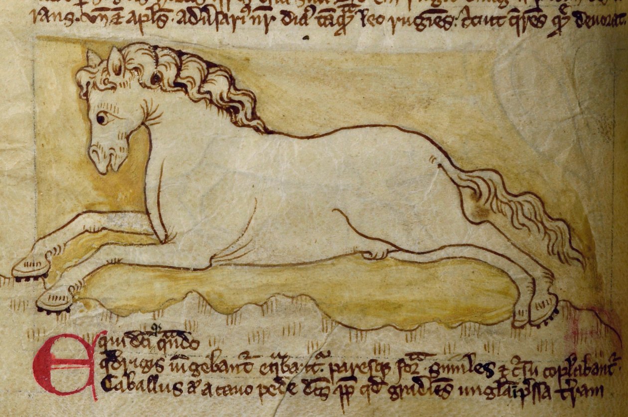 CCA-LitMs/D/10 fol. 10r Horse, a Bestiáriumból alkotó: English School