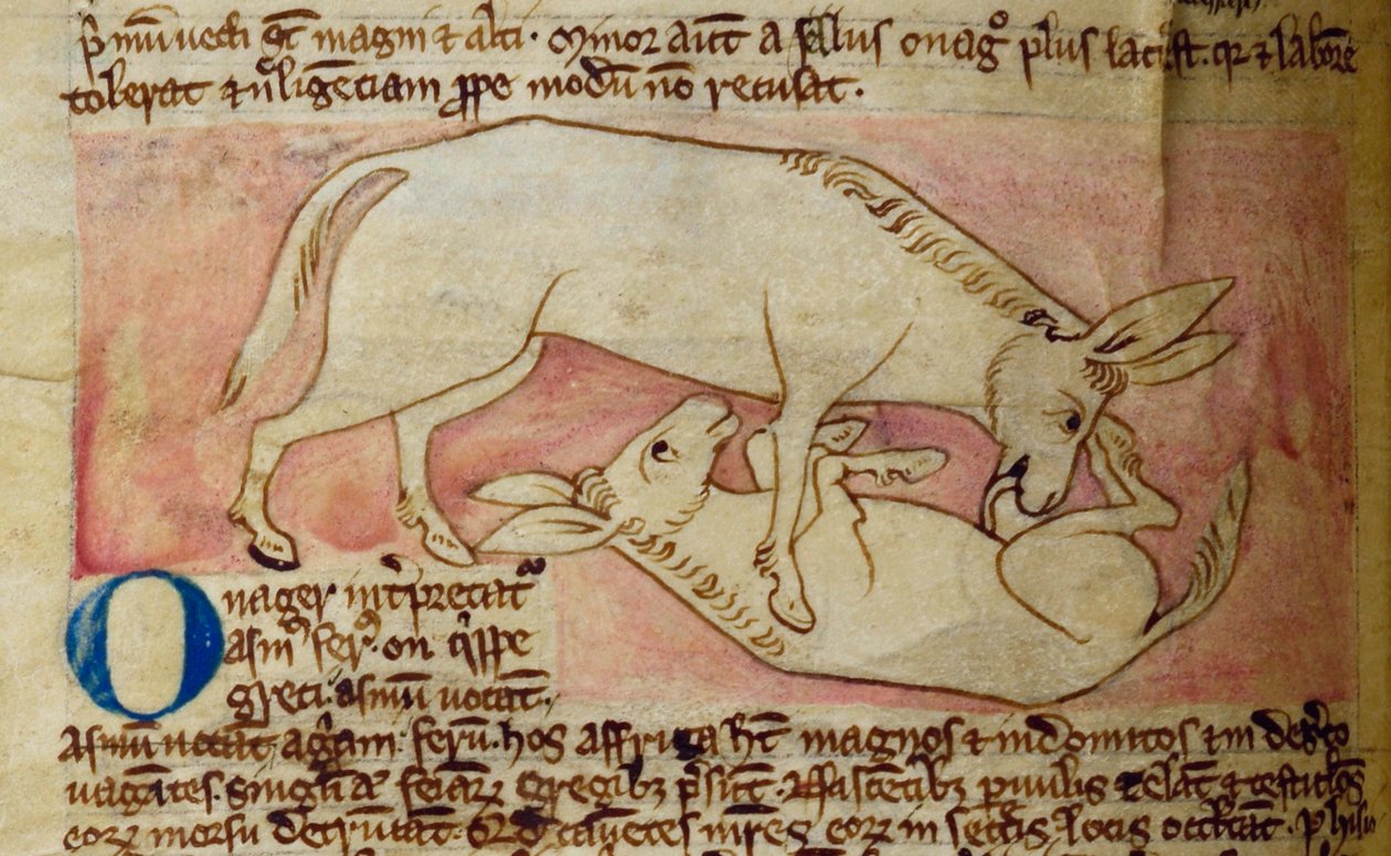 CCA-LitMs/D/10 fol. 10r Wild ass, Bestiary alkotó: English School