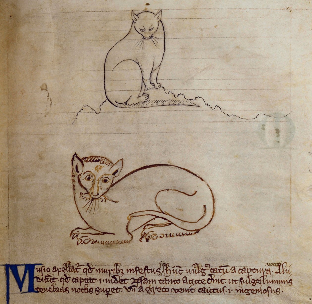 CCA-LitMs/D/10 fol. 11r Cat, a Bestiáriumból alkotó: English School