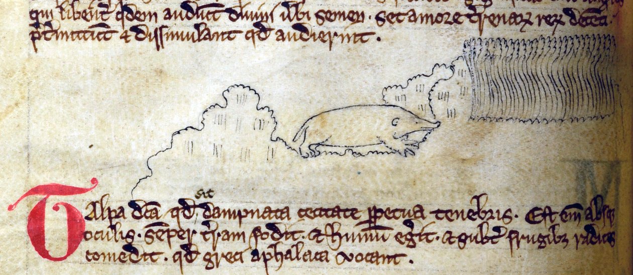 CCA-LitMs/D/10 fol. 11v Mole, a Bestiary-től alkotó: English School