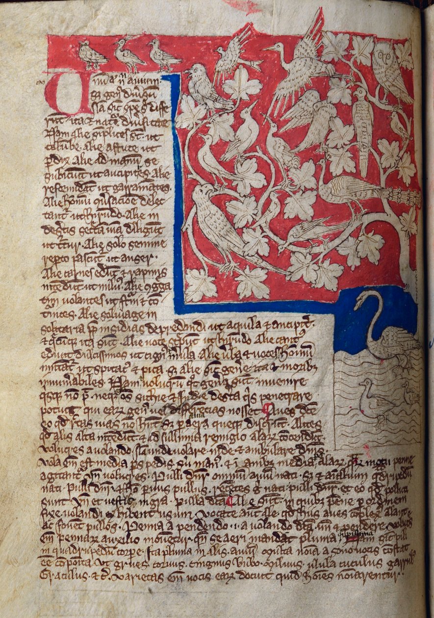CCA-LitMs/D/10 fol. 12v Birds, a Bestiarytől alkotó: English School