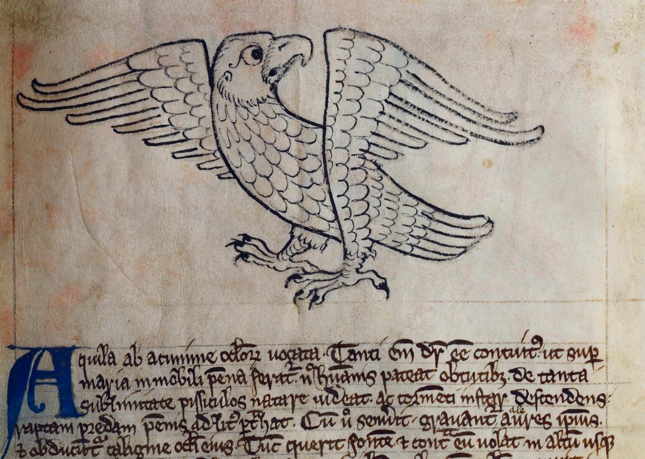 CCA-LitMs/D/10 fol. 13r Eagle, a Bestiáriumból alkotó: English School