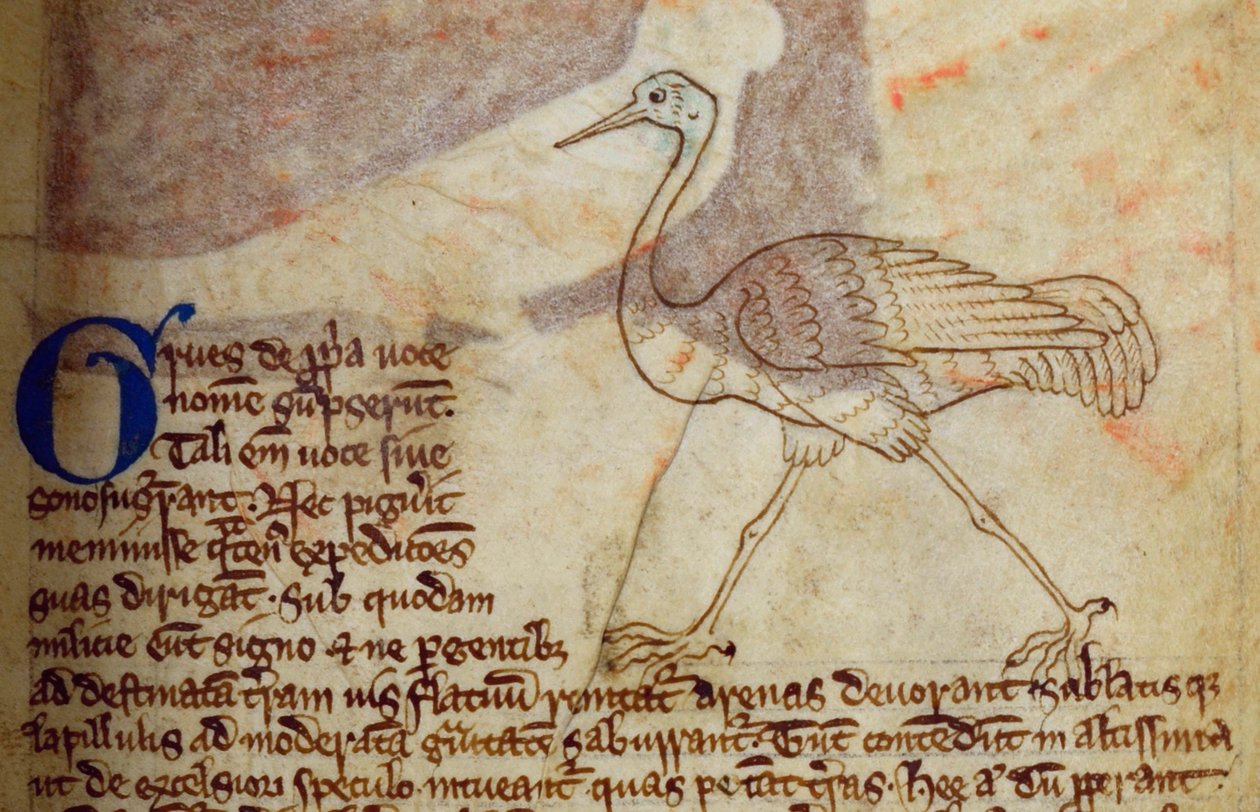 CCA-LitMs/D/10 fol. 14r Crane, Bestiary alkotó: English School