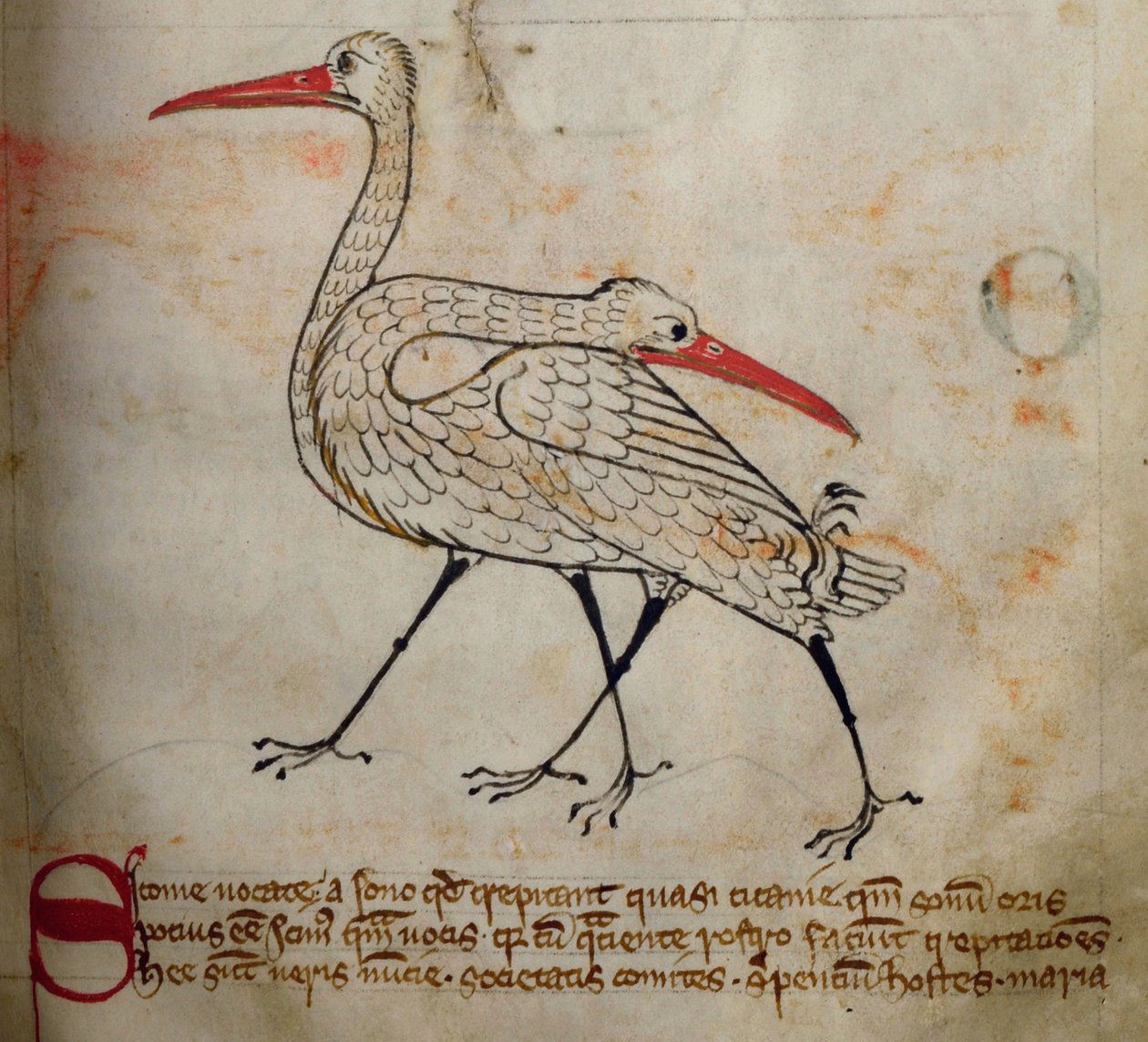 CCA-LitMs/D/10 fol. 15r Gólya, Bestiáriumból alkotó: English School